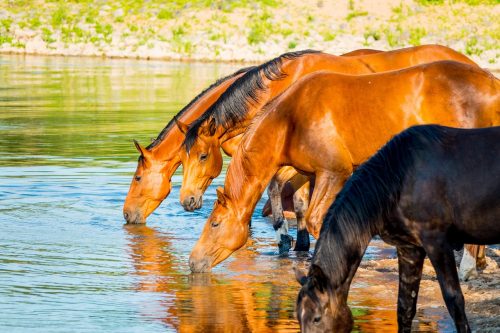 Pferde bei Hitze richtig versorgen:  Der Stellenwert von Wasser