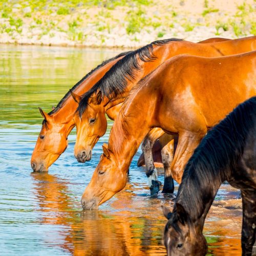Pferde bei Hitze richtig versorgen:  Der Stellenwert von Wasser